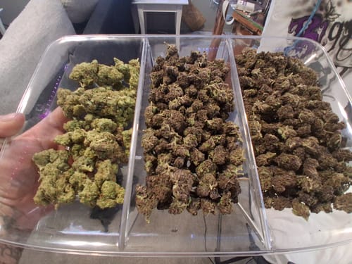 Customer photo review of Tropicana Cherry THCA Mediums