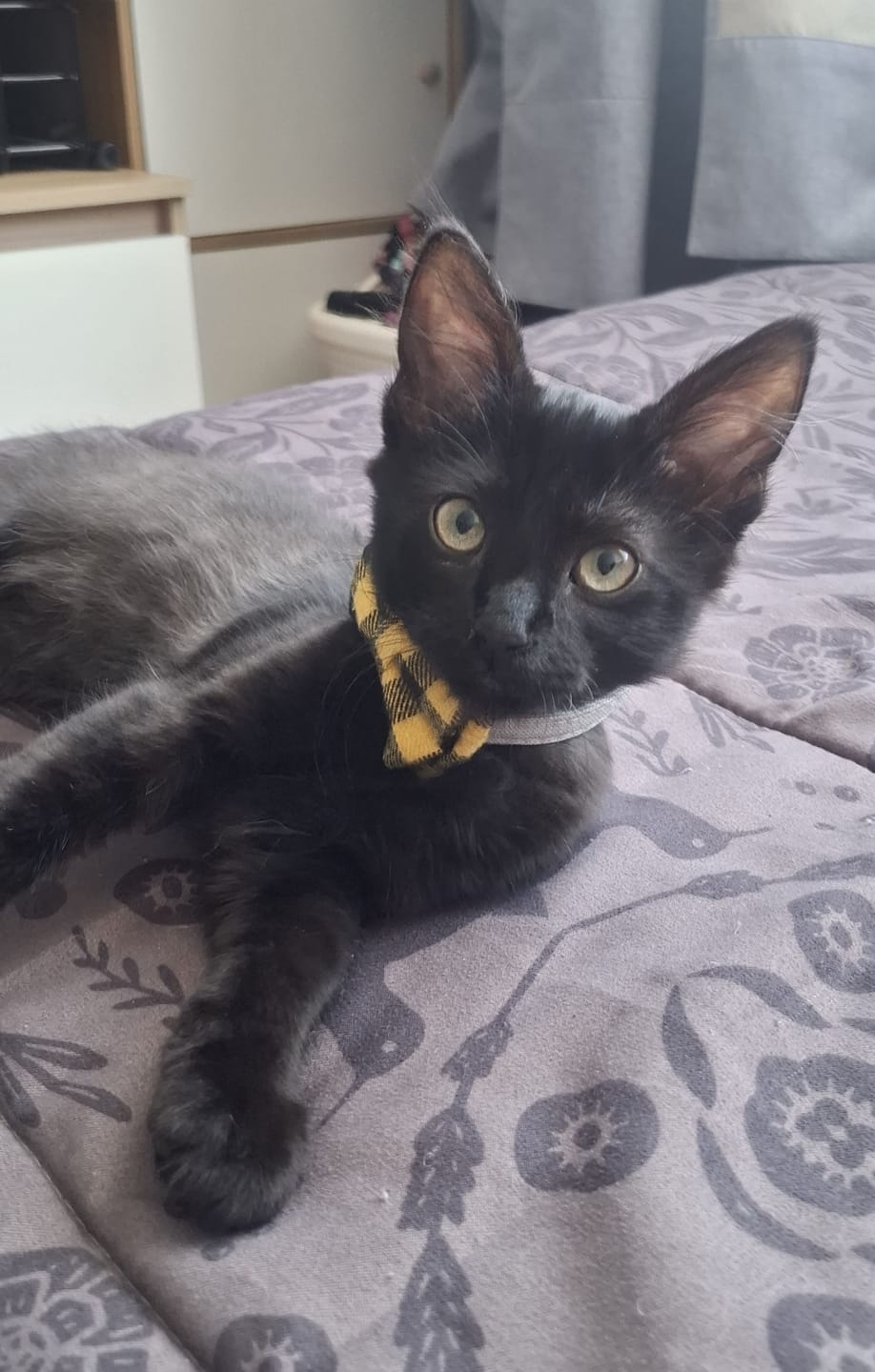 Customer photo review of SuperPet Omega Gato