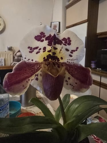 Nahaufnahme der gefleckten, zweifarbigen Blüte der Frauenschuh-Orchidee einer Kundin.
