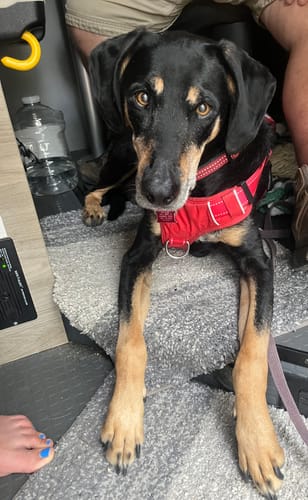 Customer's dog, Bogey, a black and tan hound looking up from a rug while wearing a red harness.