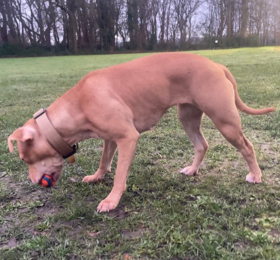 Customer photo review of 4cm Combat® Collar | Handle & Rated Clip - Tan