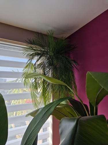 Customer photo review of Palm Kunst Hangplant 110cm