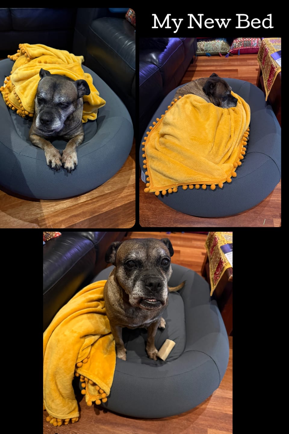 Customer photo review of Brooklyn® Nest Dog Bed
