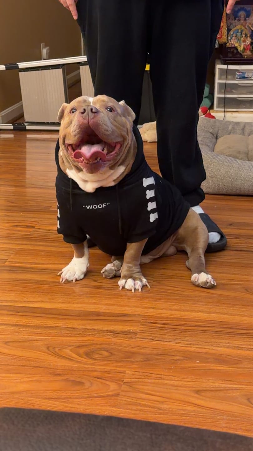 Customer photo review of "WOOF" Dog Hoodie - Black & Reflective