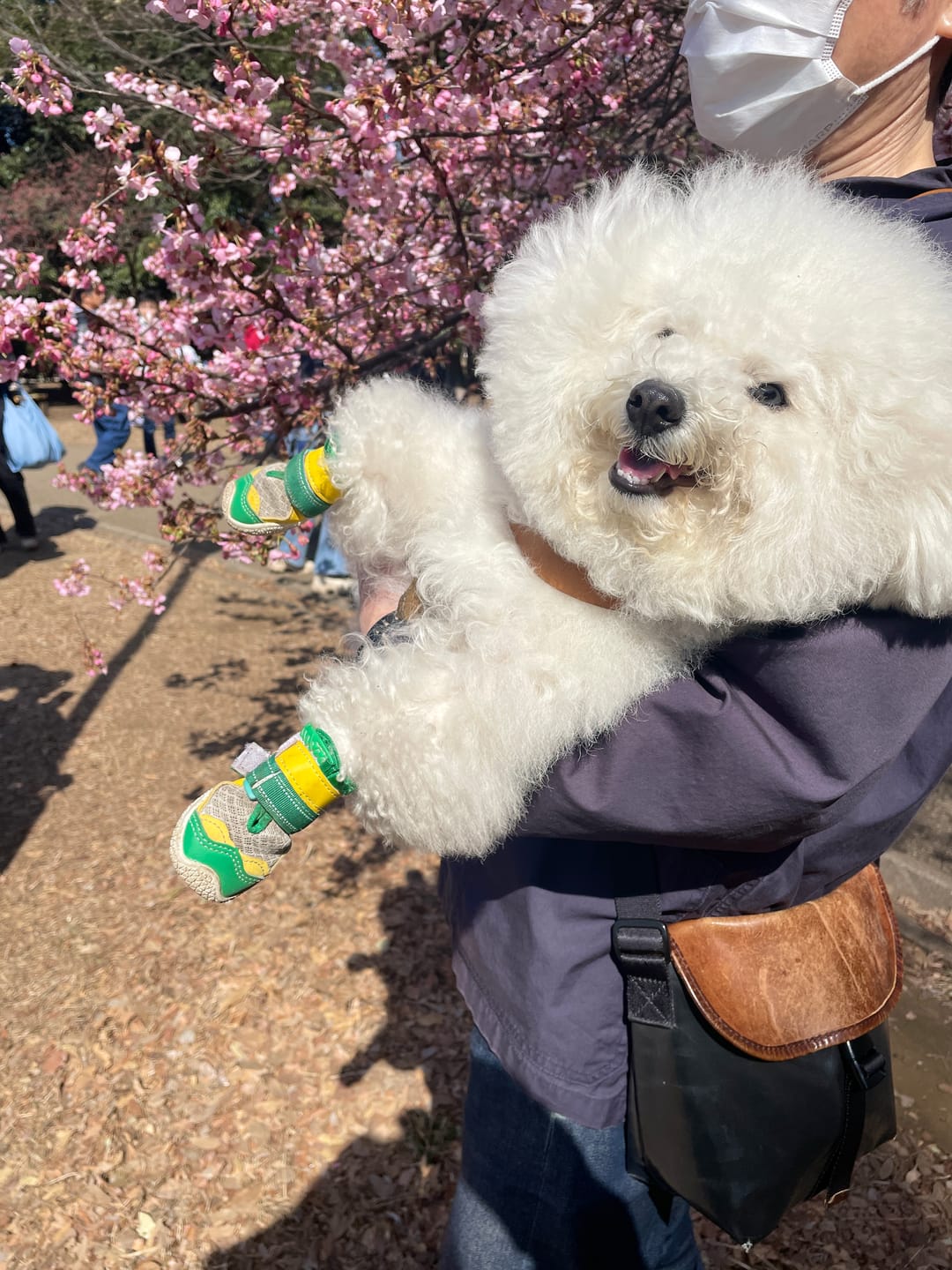Customer photo review of Hot Pavement Pawtector Dog Shoes - Green Yellow