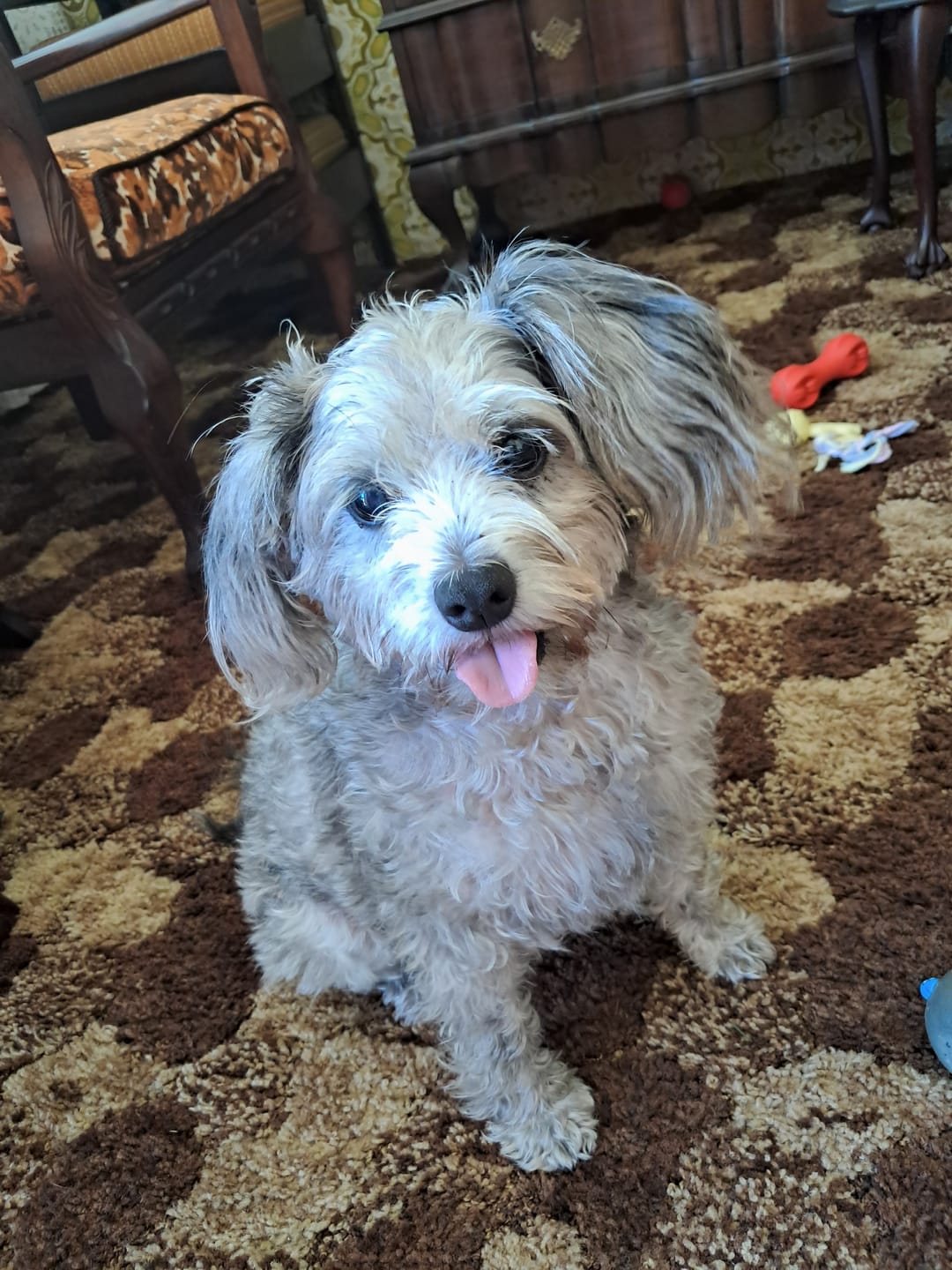 Customer photo review of Natural Canine Care | DoggyMin - Skin & Immune Support for Dogs