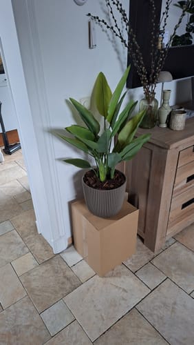 Customer photo review of Strelitzia Kunstplant 70cm