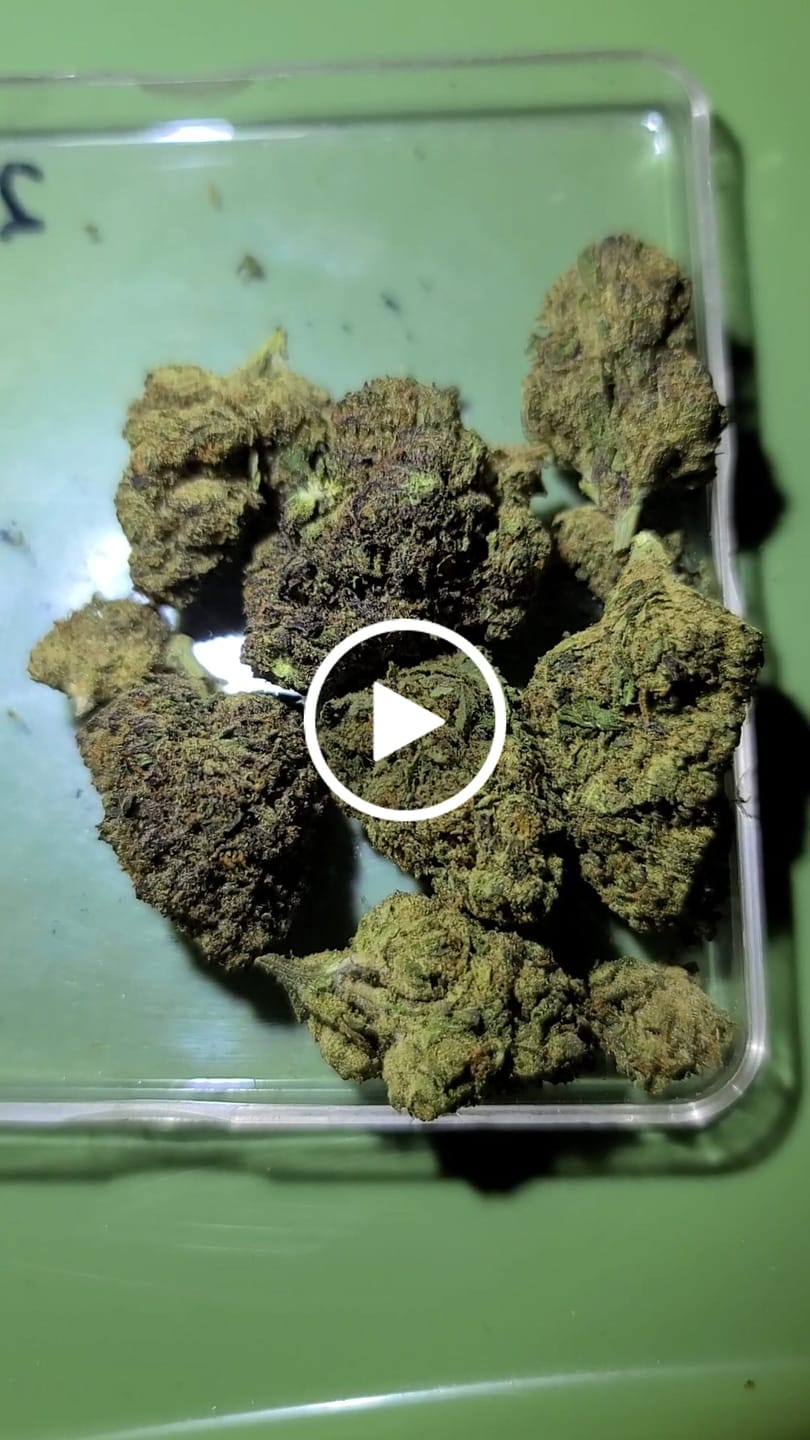 Customer video review of Venom OG - Light Dep THCA