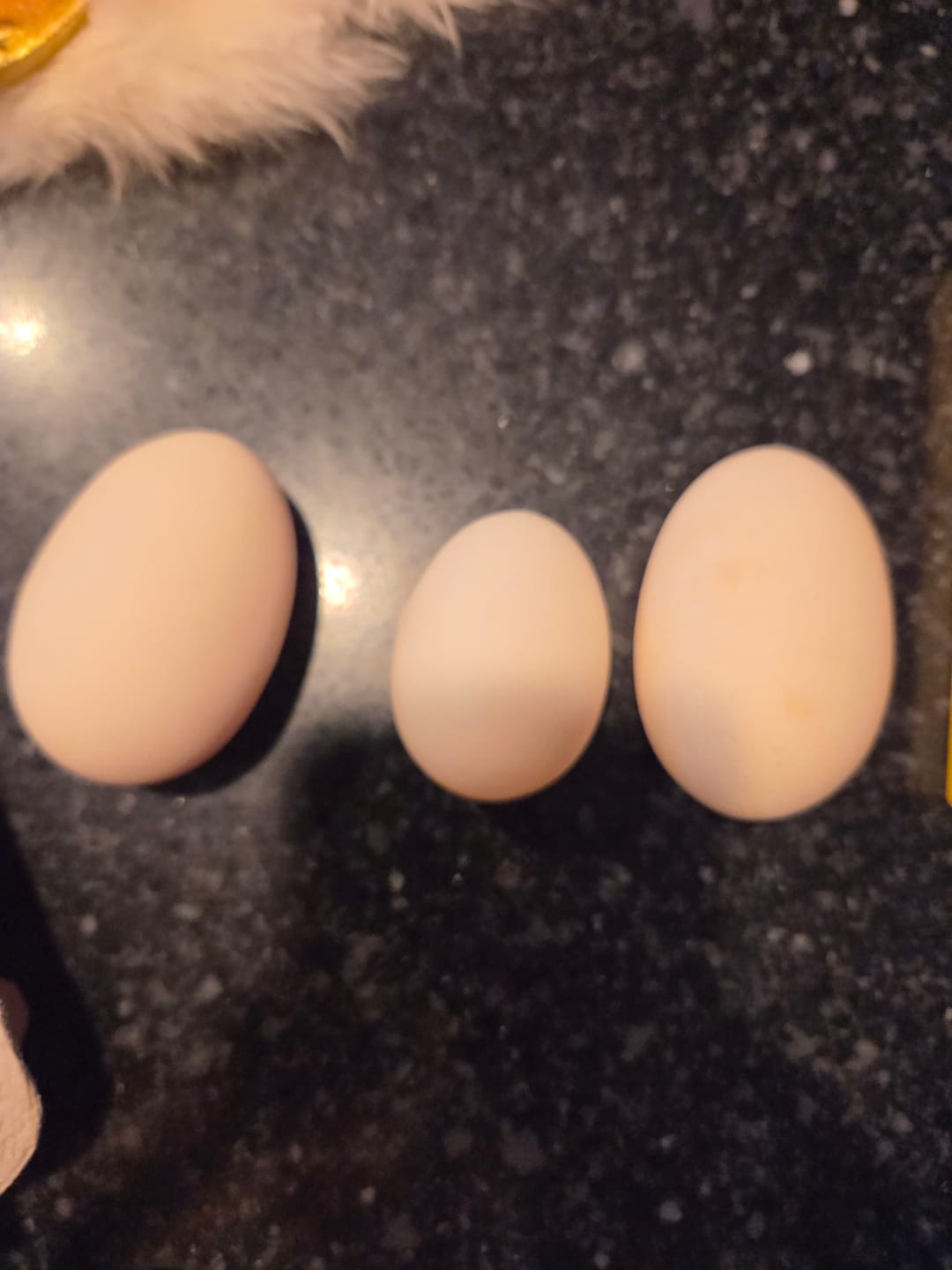 Customer photo review of Nesting Herbs - Natural Support for Clean Coops & Healthy Hens