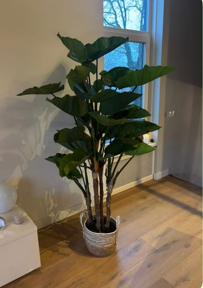 Customer photo review of Alocasia Kunstplant 165cm