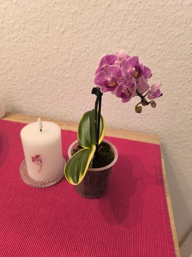 Kundenbild der voll erblühten Phalaenopsis Vivien variegata mit panaschierten Blättern und rosa-lila Blüten.