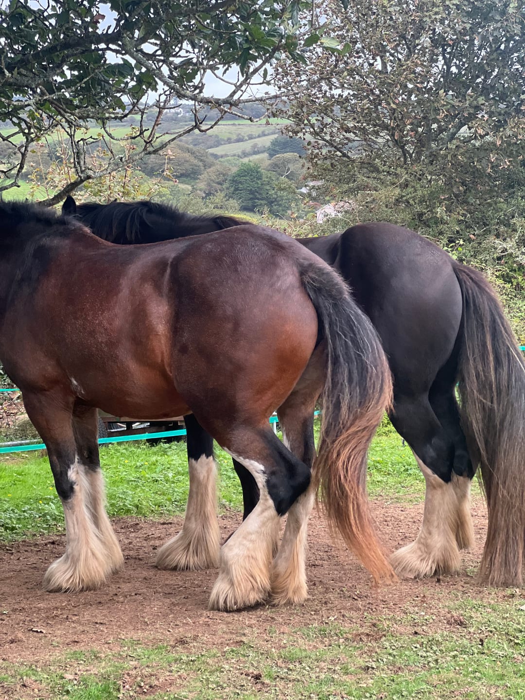 Customer photo review of Horse Spray