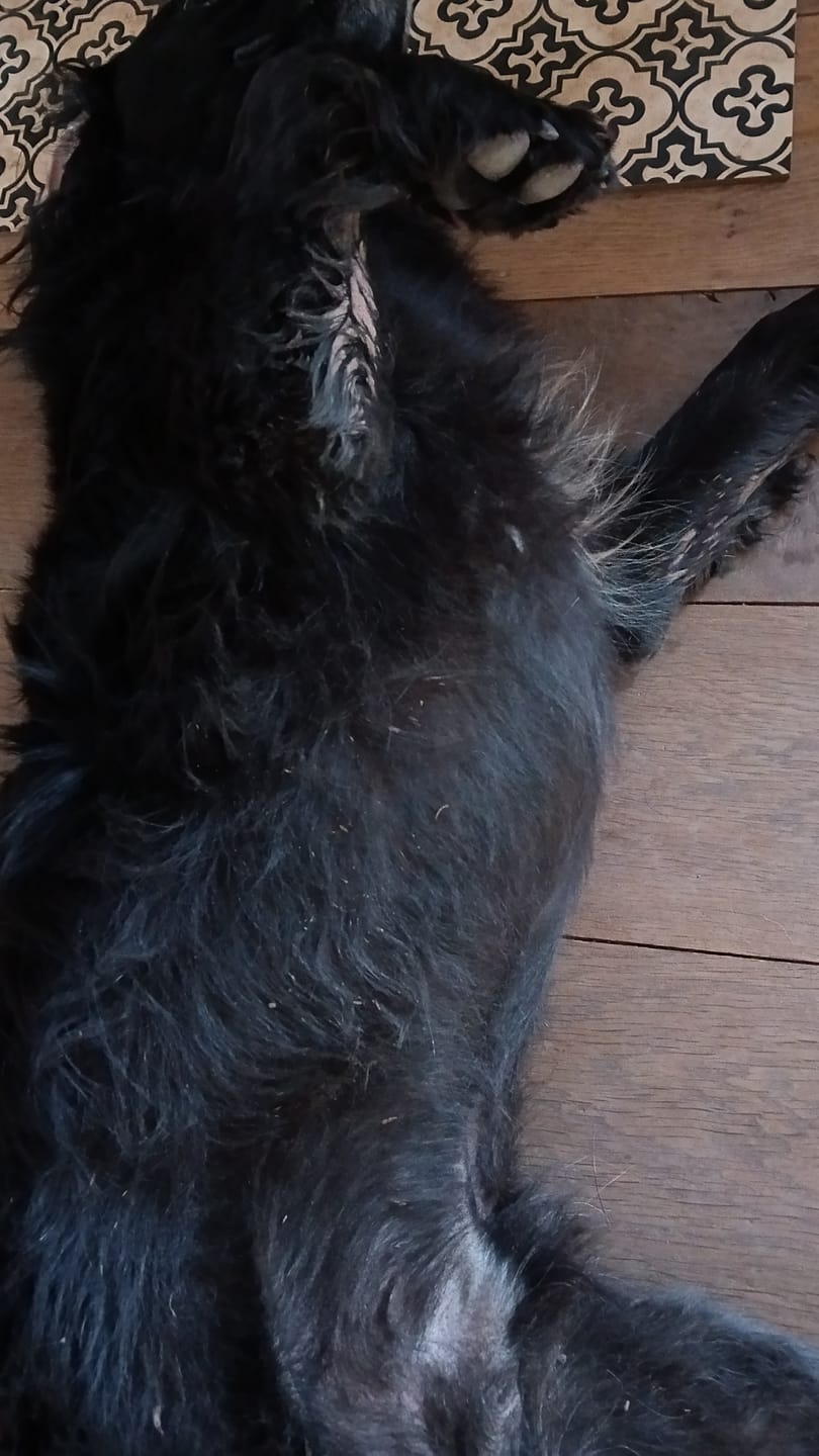 Customer photo review of Dog Spray