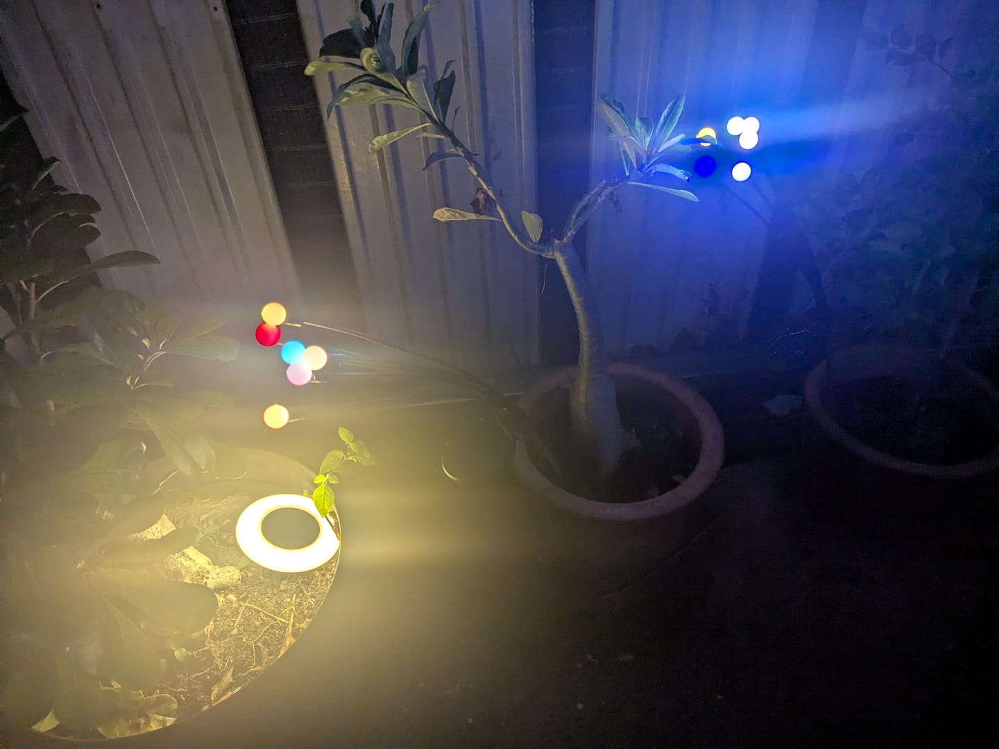 Customer photo review of GardenBrite™ Solar Firefly Lights
