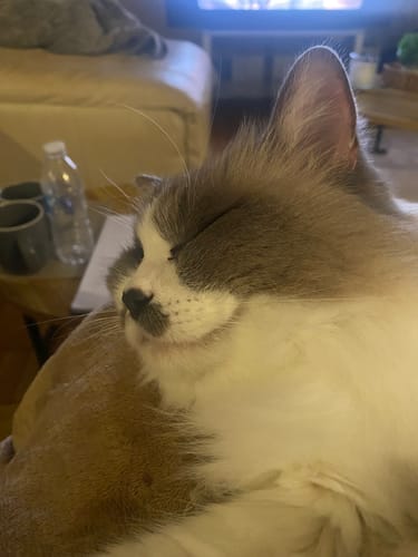 Customer photo review of 1 Month Supply – 1 Cat