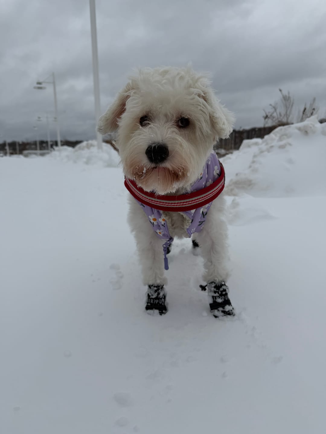 Customer photo review of AIR PUP SOCKS / BOOT LINERS