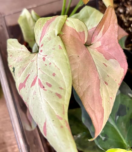 Close-up of a customer's Syngonium Strawberry Milk, showing creamy leaves with vibrant pink splashes.