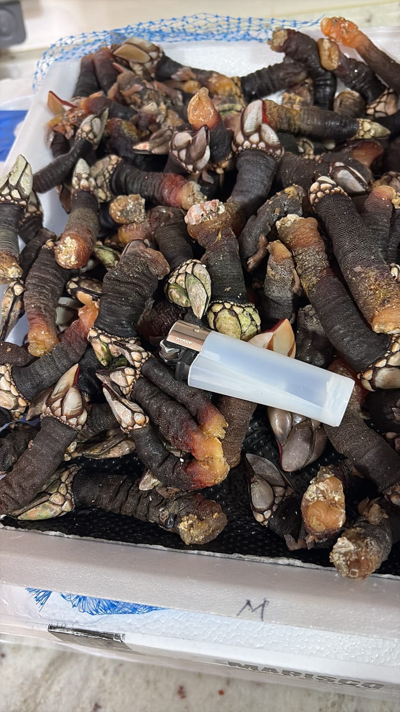 Customer photo review of Percebe