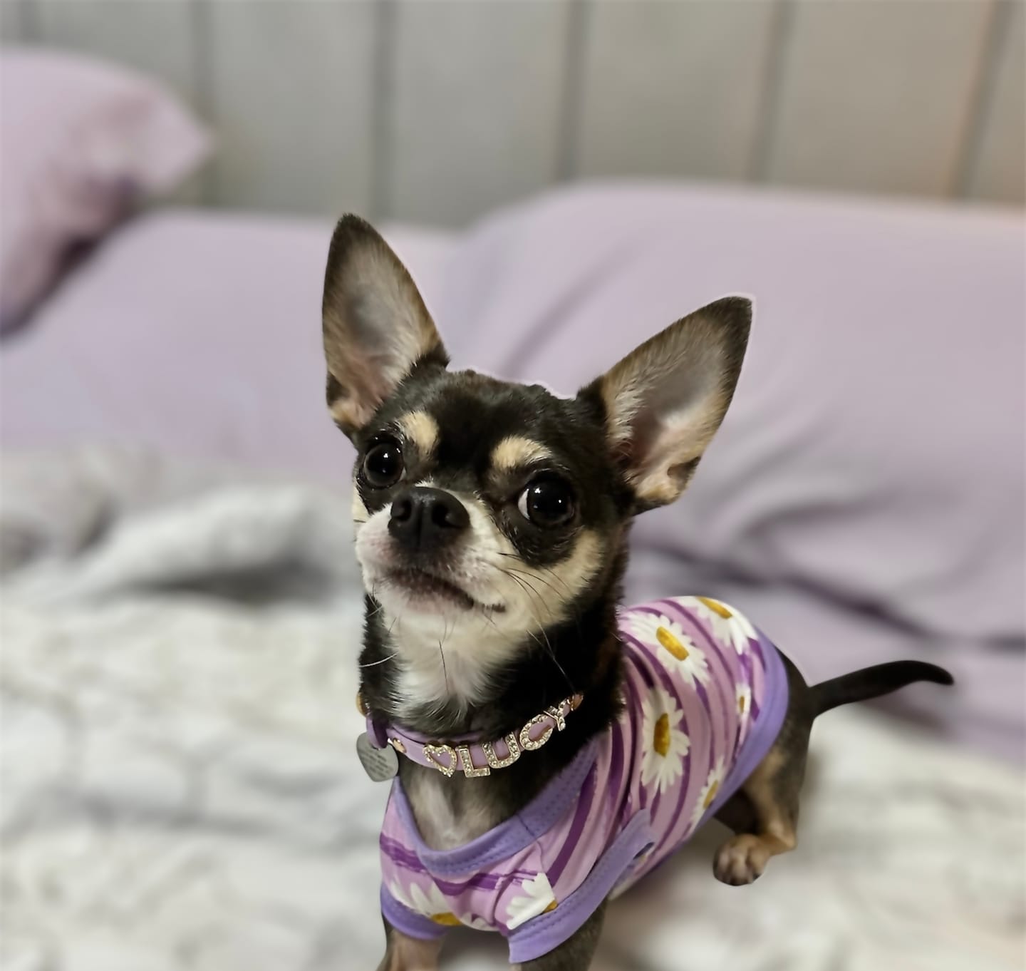 Customer photo review of The Personalized Sparkle Collar