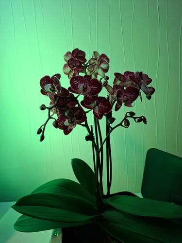 Kunde zeigt die üppige Two of Us Coco Purple Rain Orchidee mit vielen dunklen, lila-gefleckten Blüten.
