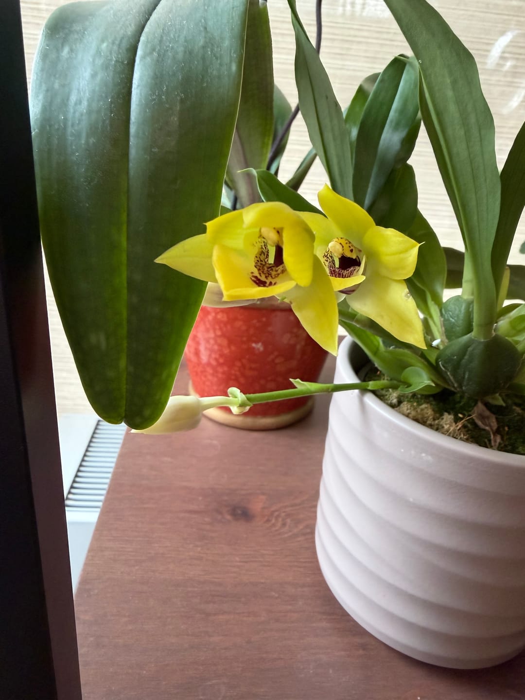 Customer photo review of Epidendrum Nordic Fire Dauerblüher mit orange-roten Blüten und 1 Rispe