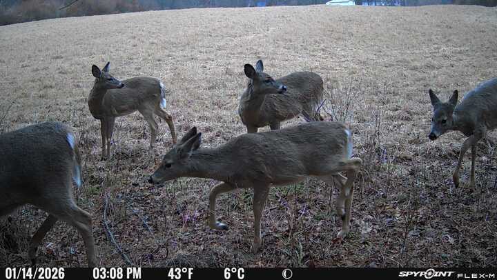 Customer photo review of Antler IV Mineral Attractant