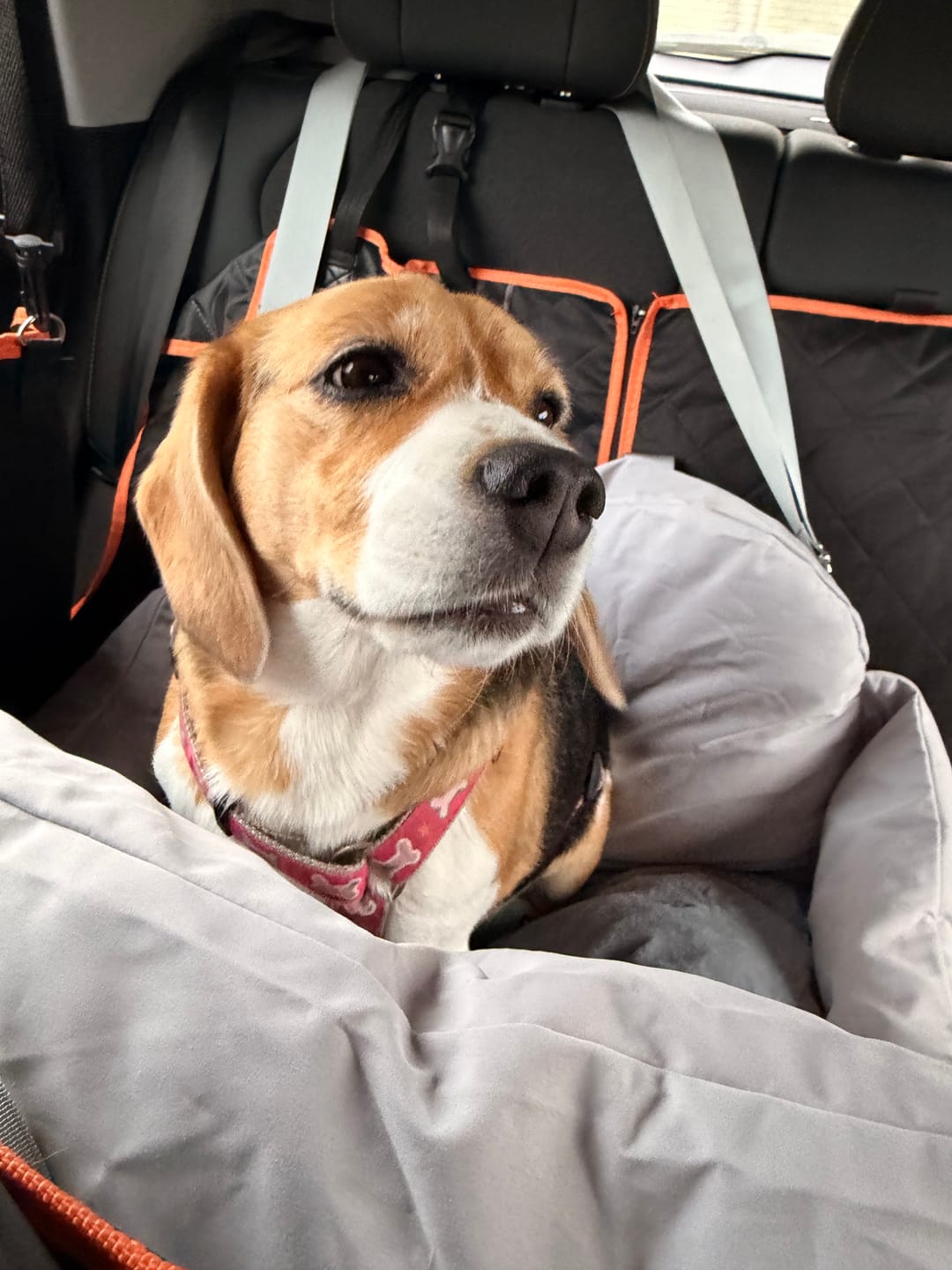 Customer photo review of Asiento Primera Clase THE DOGS — Viajes seguros y cómodos