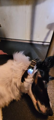 Customer photo review of Walnut - Classic Leather Dog Collar