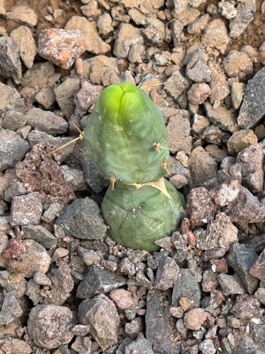 Customer photo review of Trichocereus Bridgesii Monstrose | Short Form | Type B | Penis Cactus