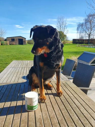 Le chien d'un client assis en hauteur sur une table de jardin à côté d'un pot de Complément articulations.