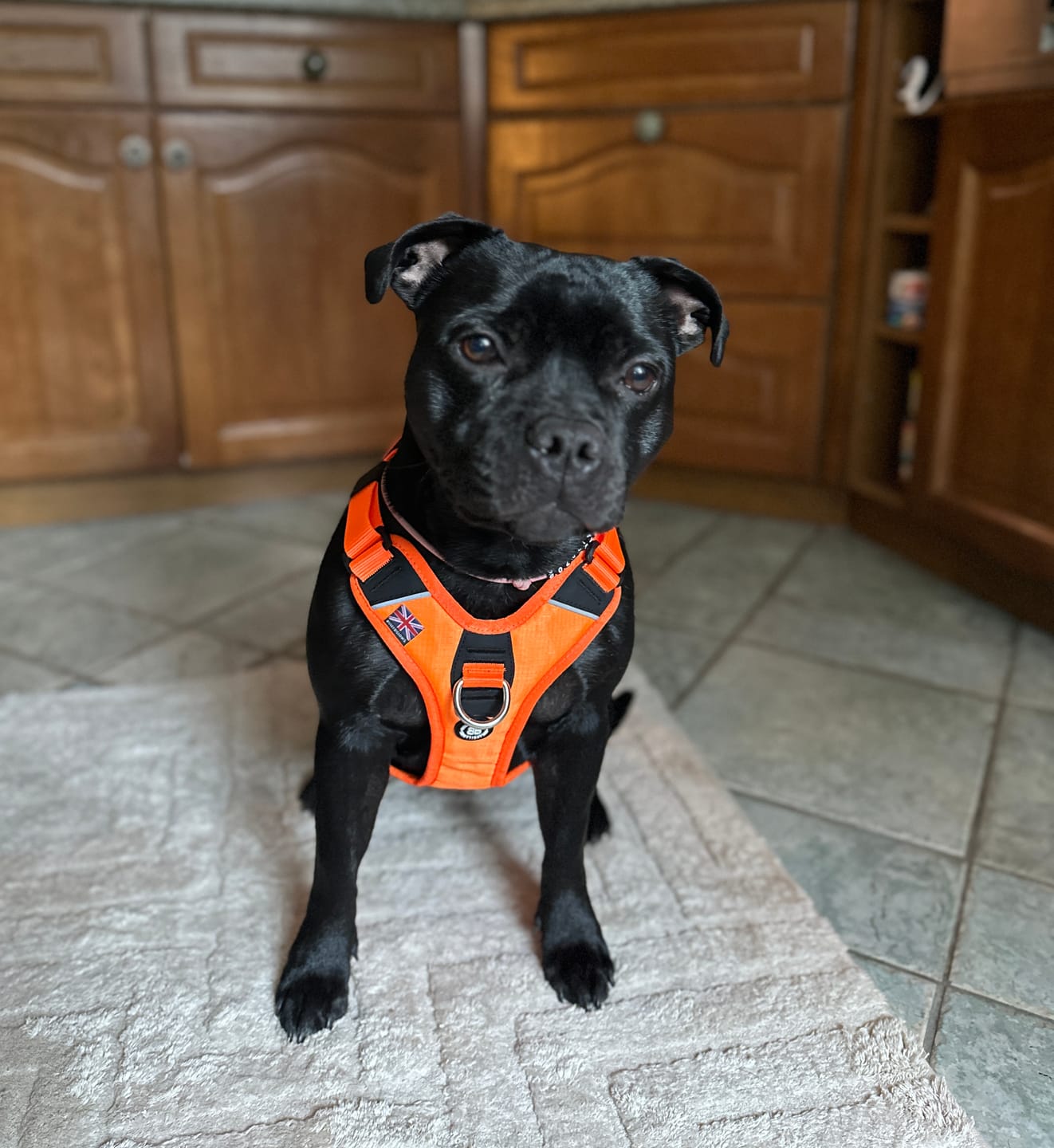 Customer photo review of Anti Pull Hurricane Harness Lighter | With Handle - Orange