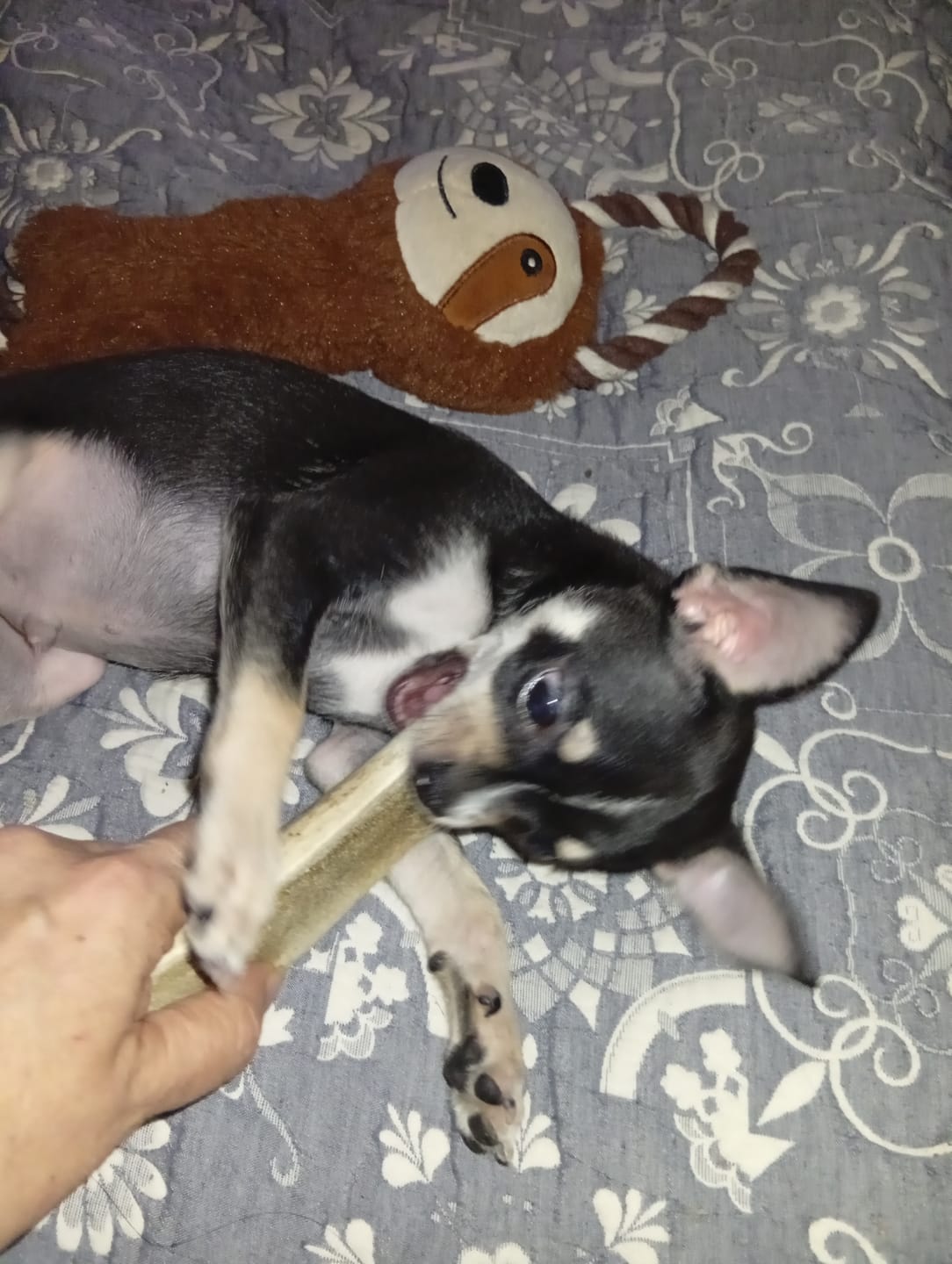 Customer photo review of Asta de ciervo para perros - Principiante
