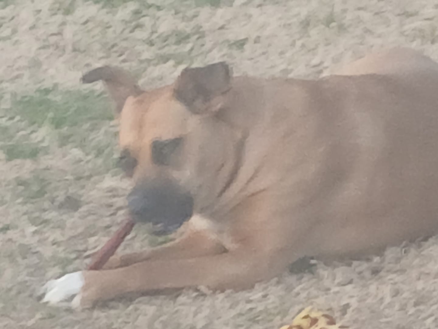 Customer photo review of 12 Inch Power Bully Sticks