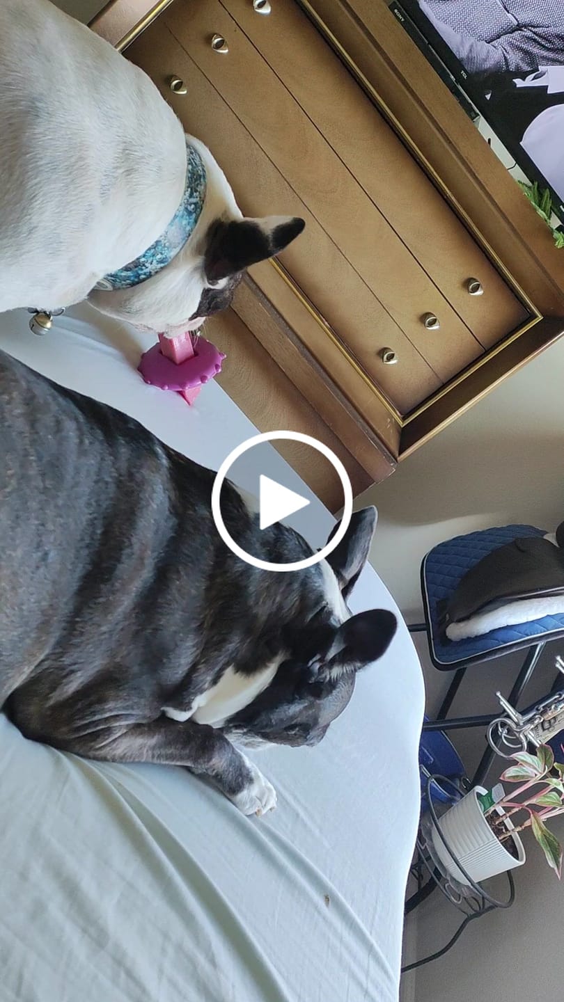 Customer video review of Blueberry Yak Chews