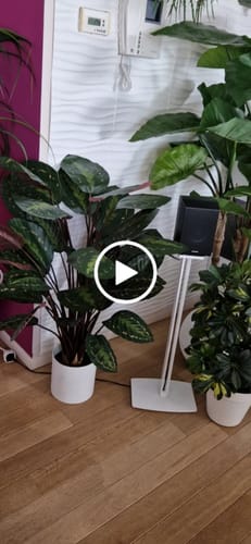 Customer video review of Calathea Kunstplant 90cm