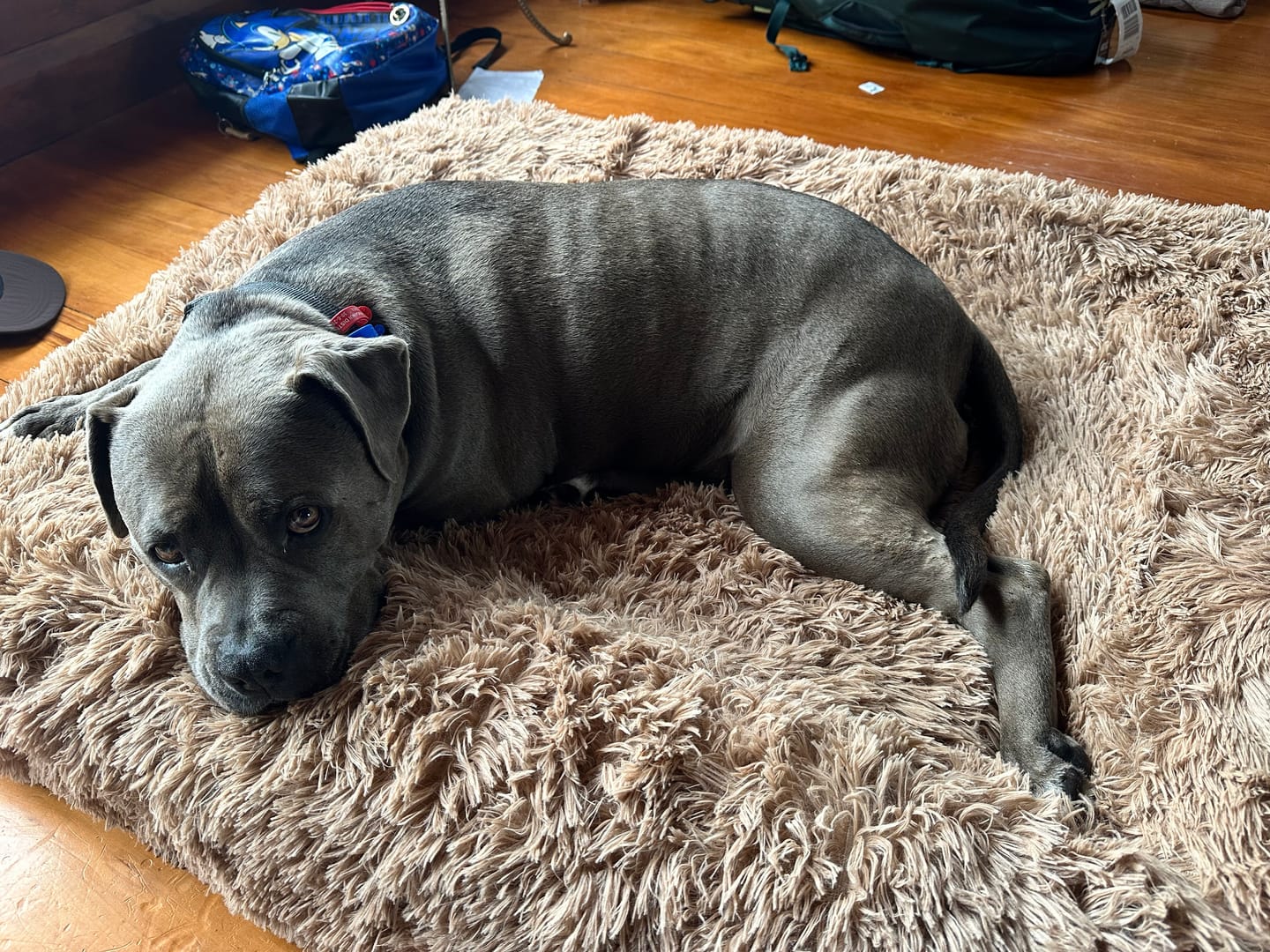 Customer photo review of Calming Cover