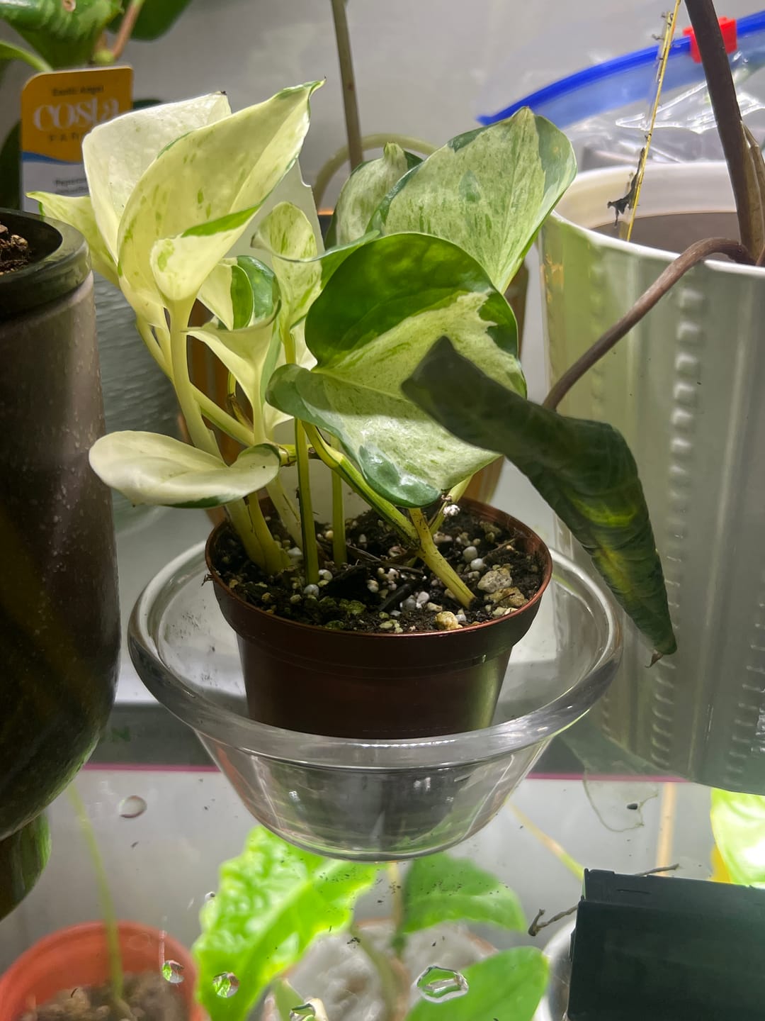 Customer photo review of Pothos Epipremnum aureum 'Manjula'