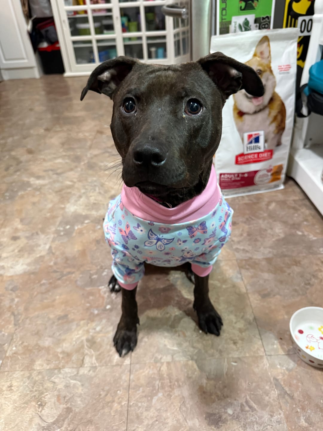 Customer photo review of Dog Pajama Prints