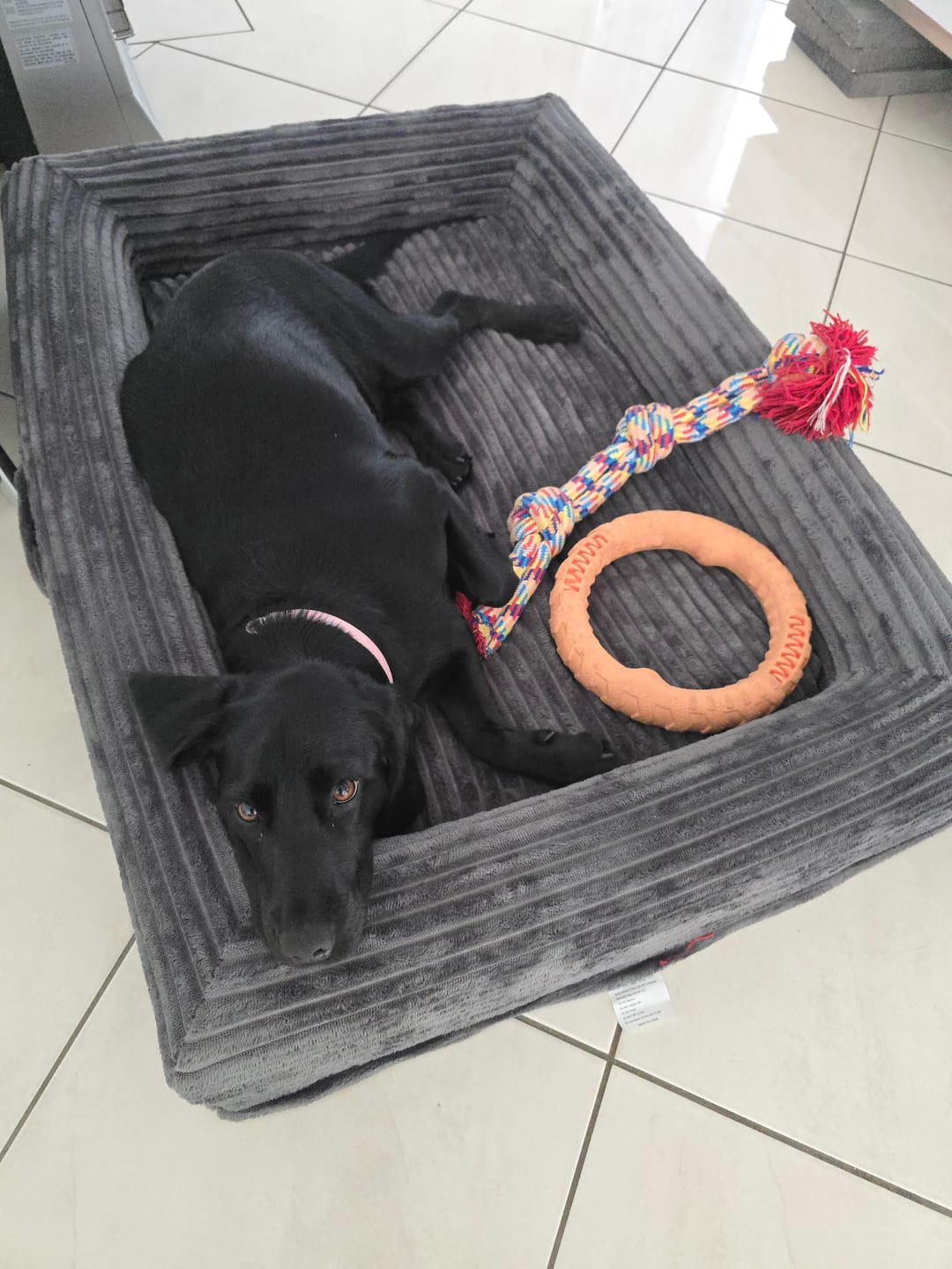 Customer photo review of Orthopaedic Dog Bed – Waterproof & Washable