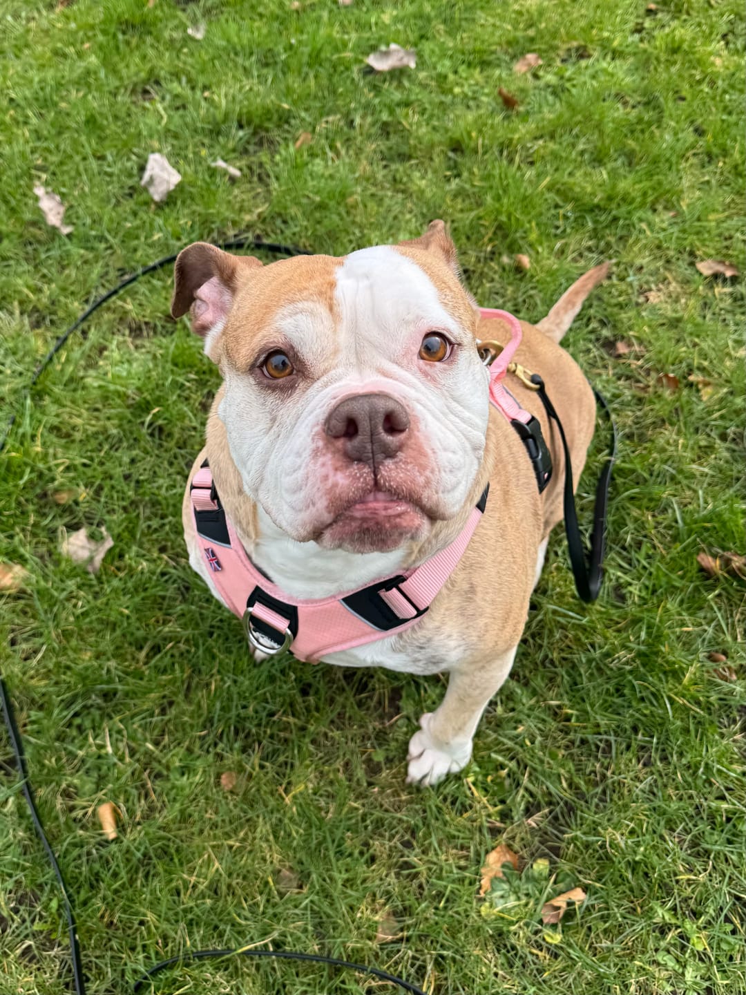 Customer photo review of Anti Pull Hurricane Harness Lighter | With Handle - Pink