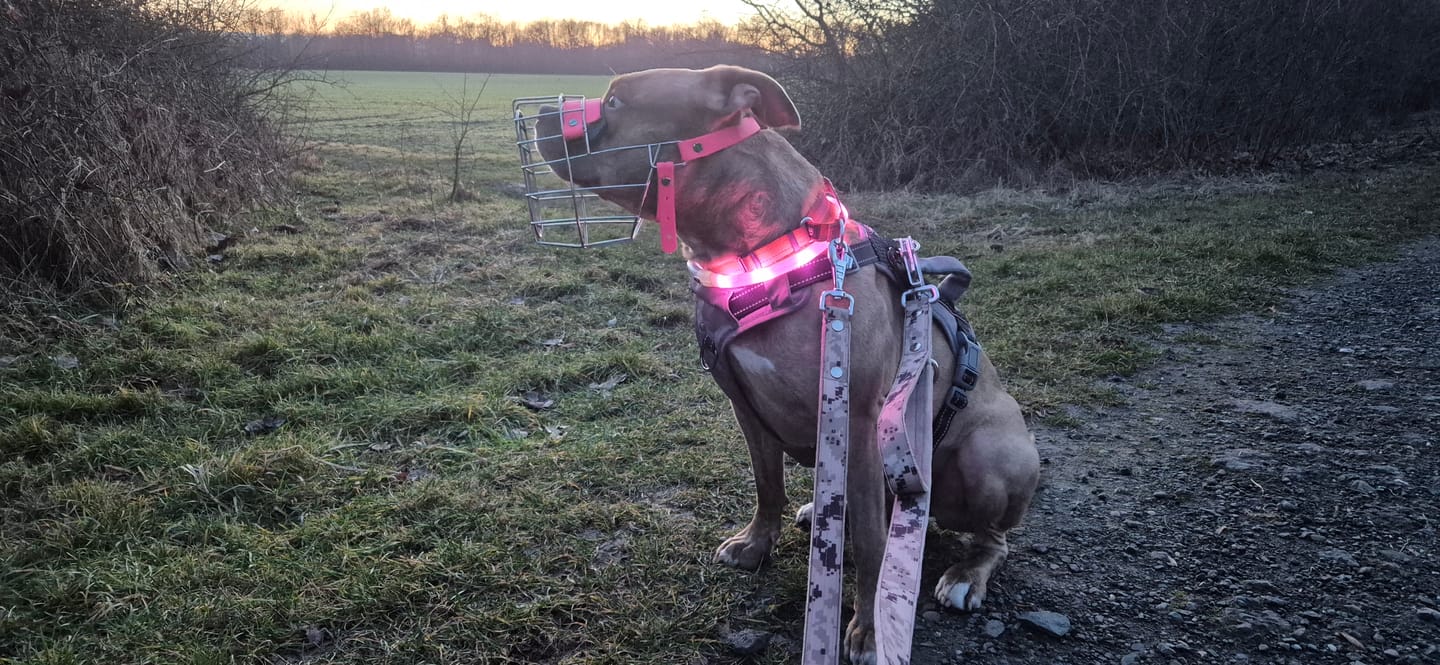 Customer photo review of Multi Guard Leash Camo Beige - Multi-väktarkoppel
