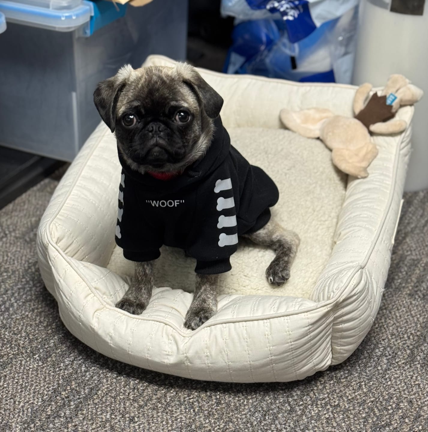 Customer photo review of "WOOF" Dog Hoodie - Black & Reflective