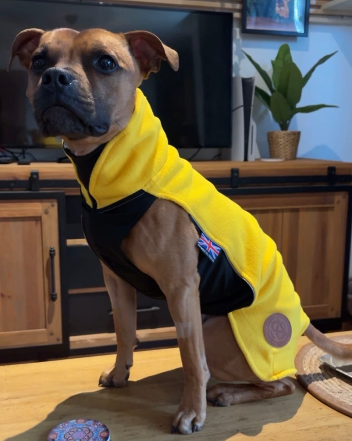 Customer photo review of Staffordshire Bull Terrier 1935® Fleece Coat - Yellow