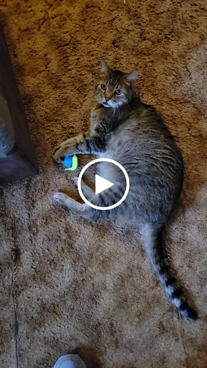 Customer video review of SPEEDY TAIL 2.0