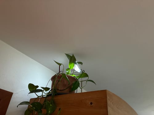 Customer photo review of LED Vollspektrum Pflanzenleuchte "LEAF" dimmbar, mit Schaltzeituhr - Grow light