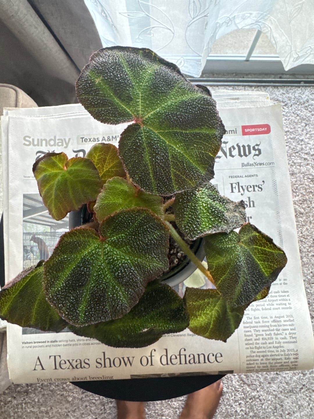 Customer photo review of Begonia soli-mutata