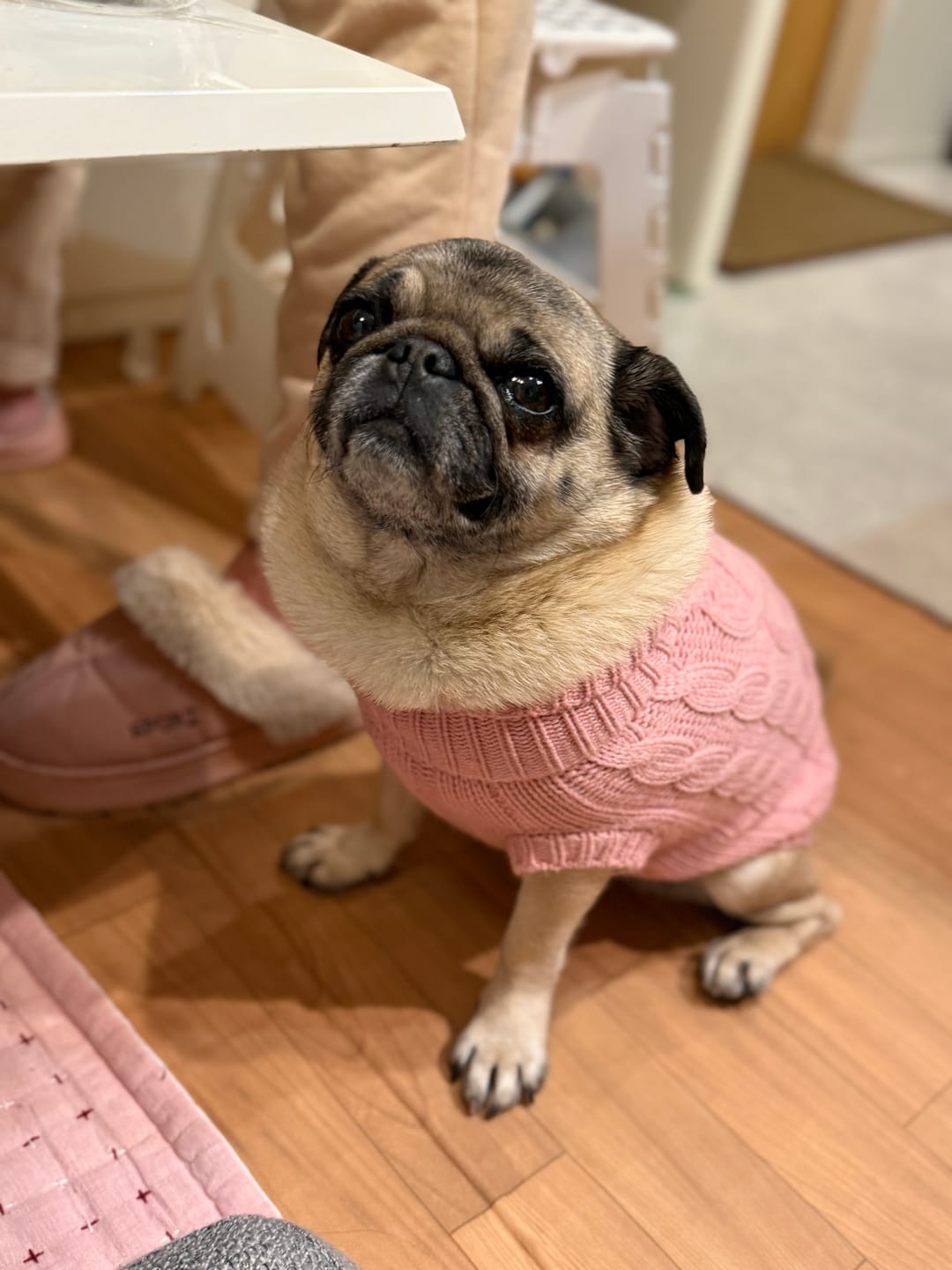 Customer photo review of Cable Knit Dog Sweater - Pink