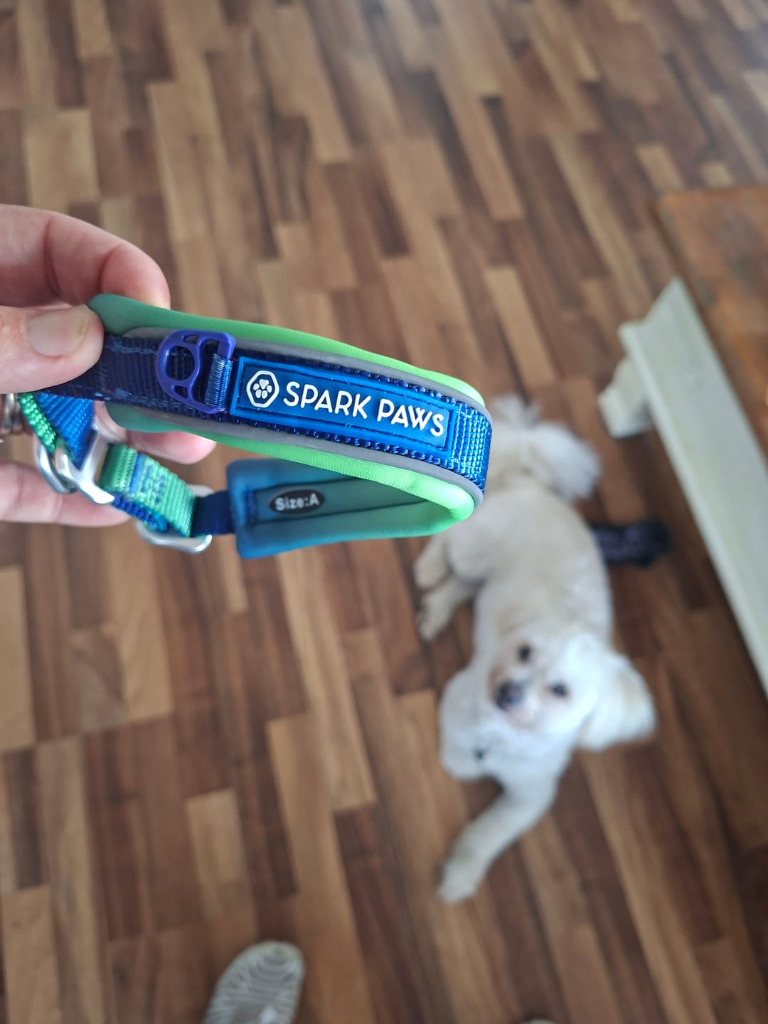 Customer photo review of Cushioned Martingale Collar - Lime Wave