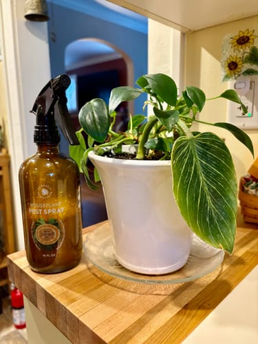 Customer's Houseplant Pest Spray bottle on a wooden counter next to a potted houseplant with striped leaves.