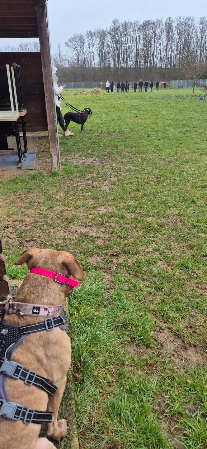 Customer photo review of Martingale Camo Beige - Brett fodrat hundhalsband halvstryp
